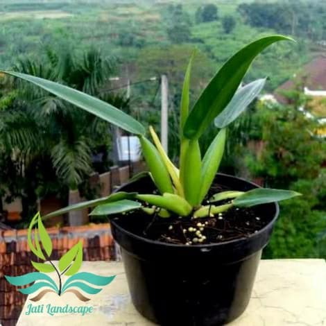 Tanaman Hias Philodendron Eceng Gondok- Philo Eceng Gondok