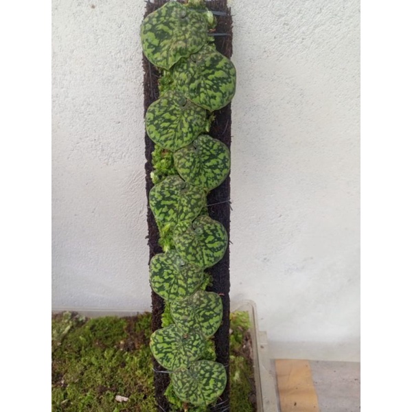 scindapsus snake scale scindapsus pictus