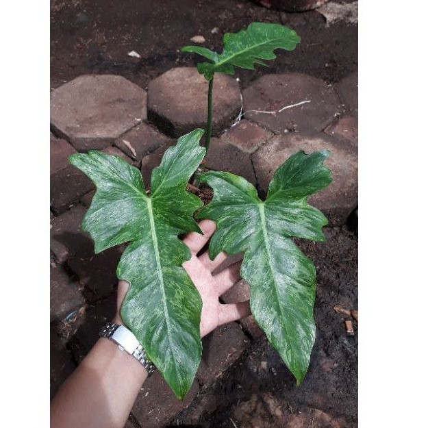 Paket 3 Tanaman Philodendron Golden Dragon Variegata / Philodendron Lime Fiddle