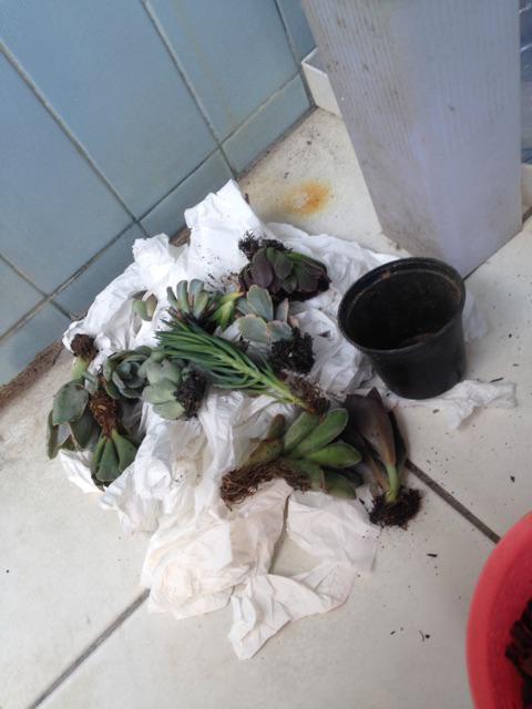 Paket Hemat Tanaman Hias Sukulen Kaktus Isi 5pcs Bisa Indoor Outdoor