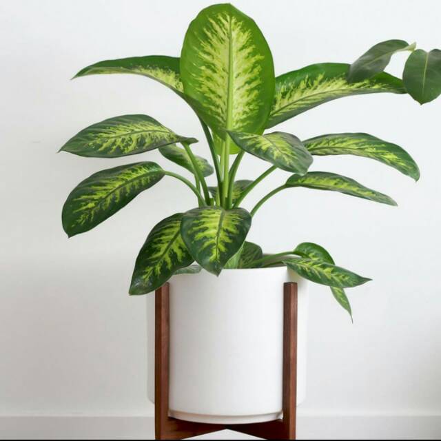 Tanaman hias sri rejeki blanceng + pot tawon putih