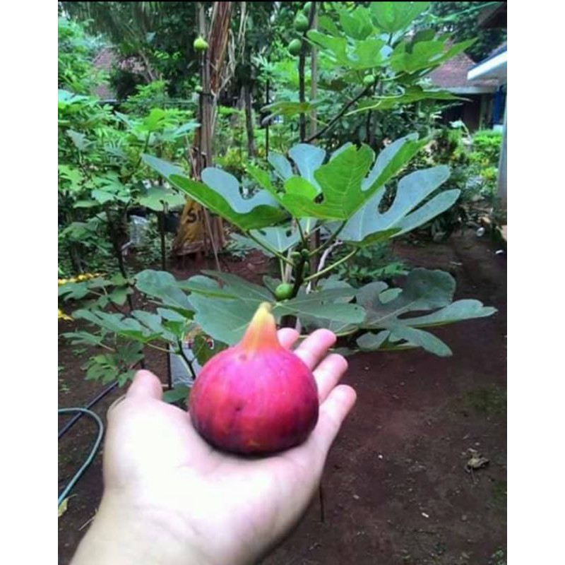 bibit buah tin merah