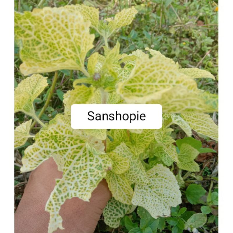 

Daun bandotan kuning segar paket 1 kg