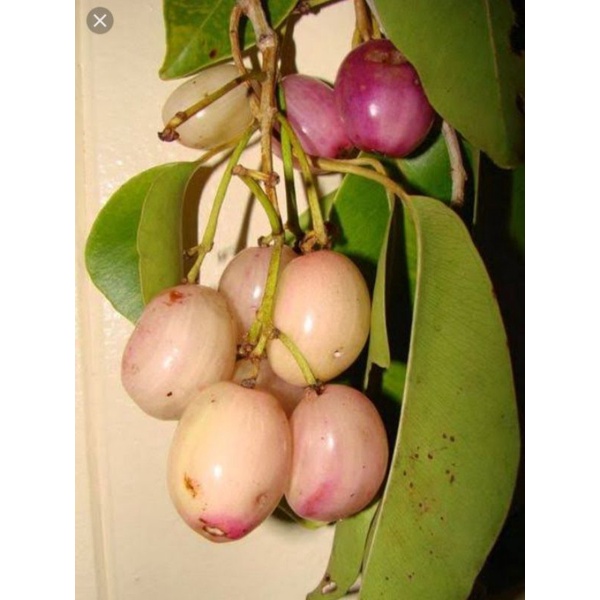 Bibit Jamblang / Duwet Putih Okulasi Cepat Berbuah