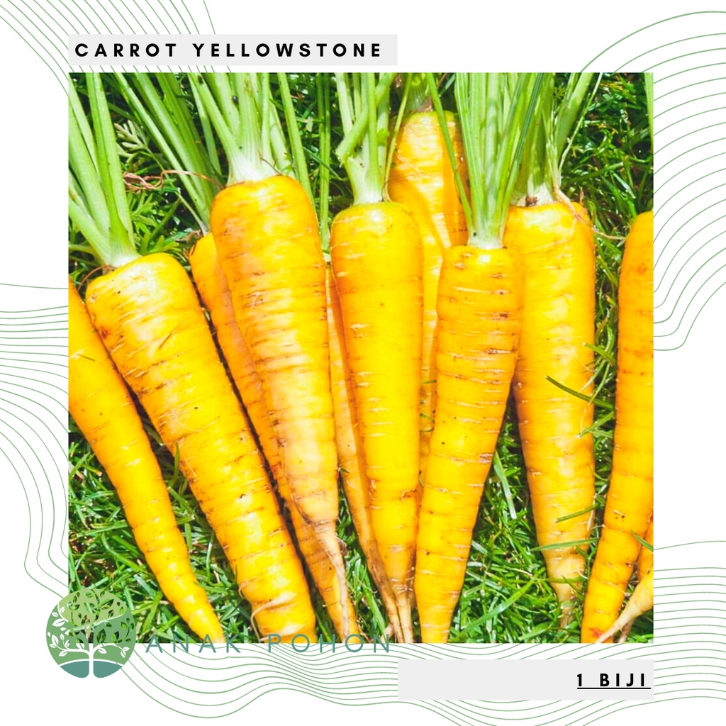 Benih Bibit Biji - Carrot Yellowstone Wortel Kuning Cerah Seeds - IMPORT