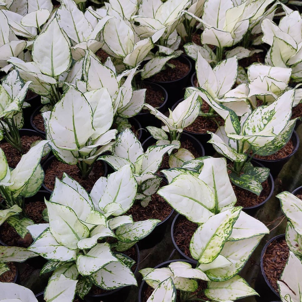 SALE Bonggolan Aglonema Super White Culture Spesial Petani Aglonema Petani Aglonema2