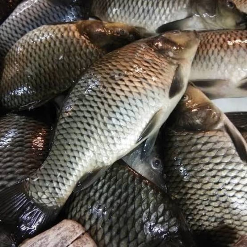 

BSM | TERMURAH Ikan Mas Segar per Kg | Sayur online