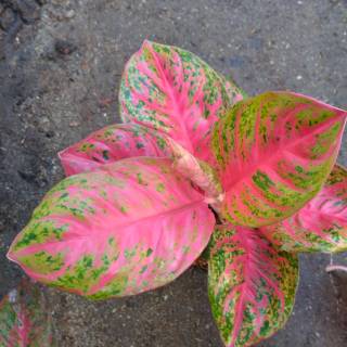 Aglaonema aglonema  red  anjamani Shopee Indonesia