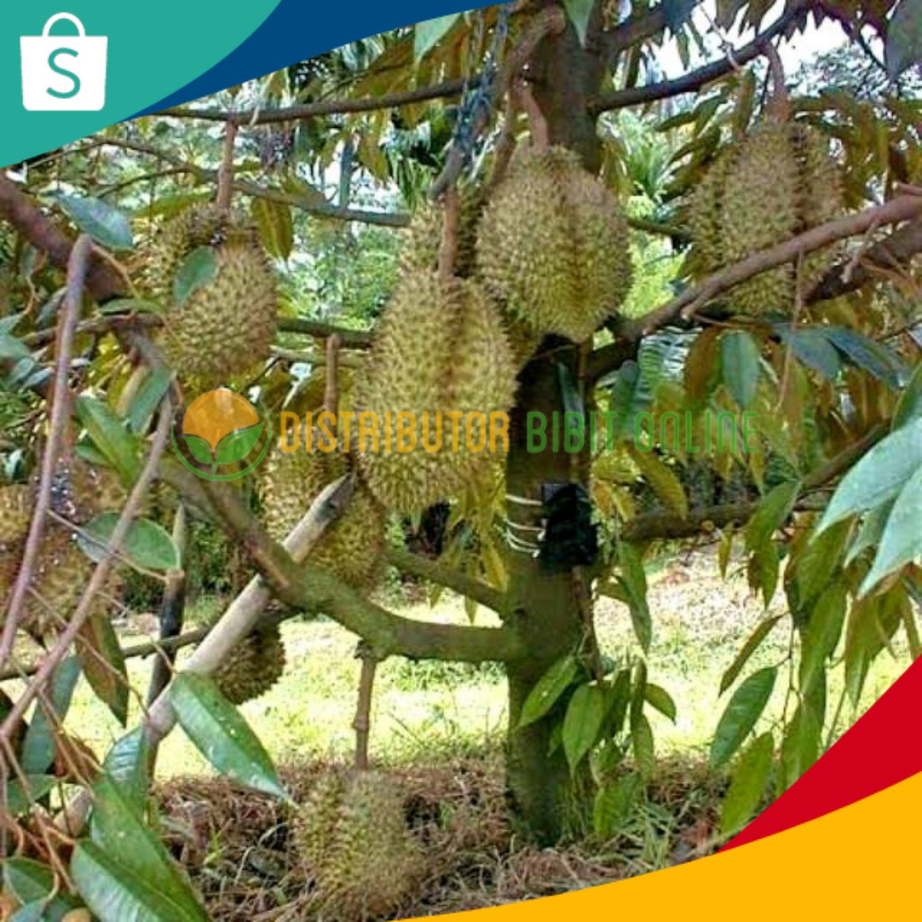 [COD] Bibit durian montong super