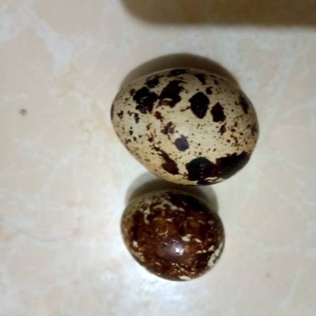 

Telur puyuh fertil