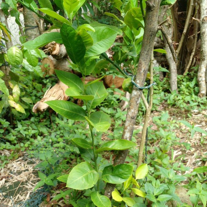 

bijik jeruk nipis.jangkok.1 bulan jaminan berbuah