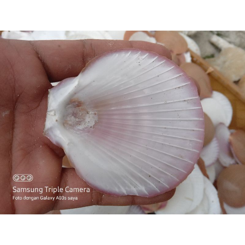 CANGKANG KERANG SIMPING  1kg kerajinan hias