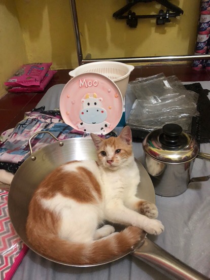 Calypso Kuali 32 Cm Wajan Penggorengan Gagang Stainless Steel 32cm