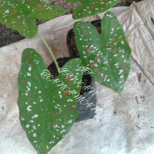 Jual tanaman hias pot caladium three collor - anisa flora