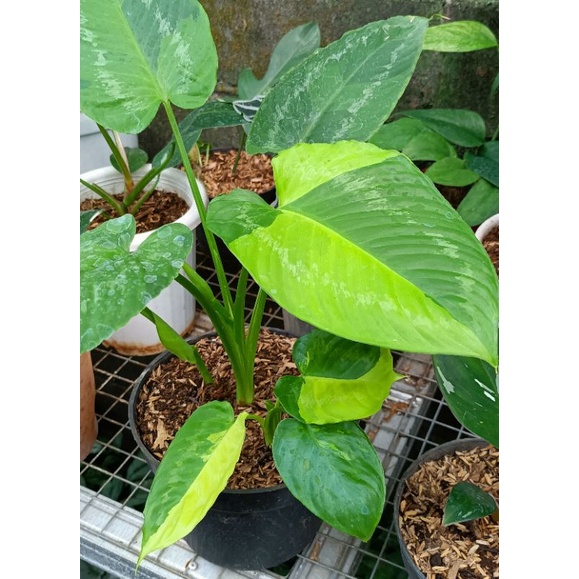 Schismatoglottis walichii variegata