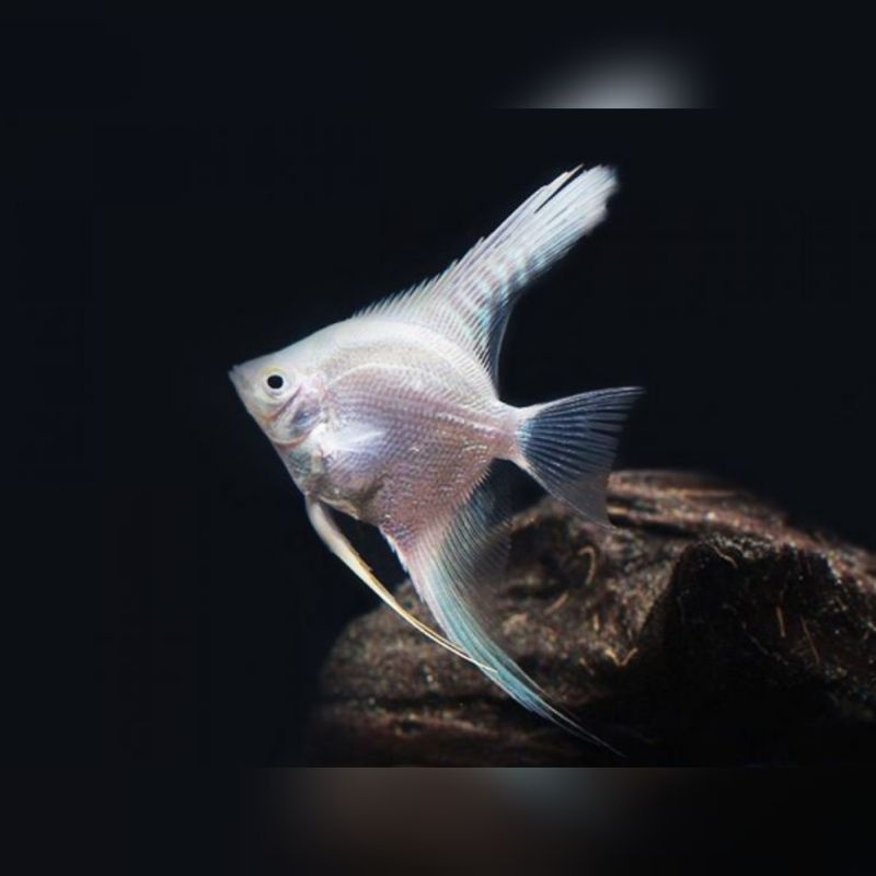 Ikan Hias Manfish Platinum