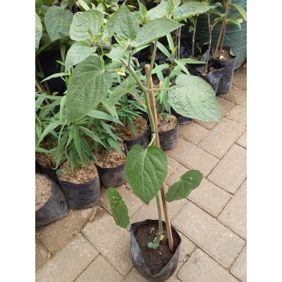 Bibit Ciplukan Jumbo