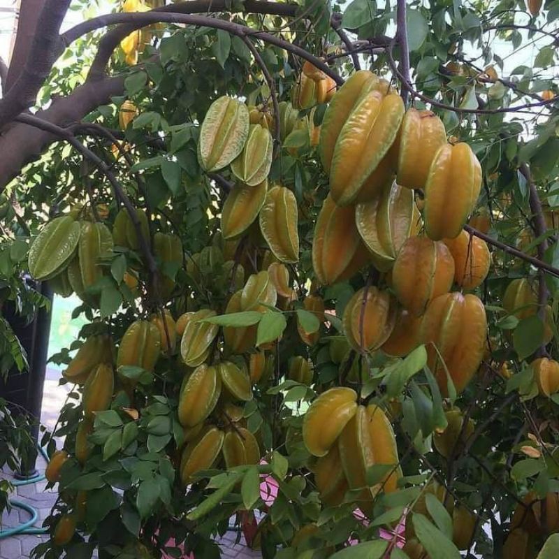 

Blimbing madu unggul