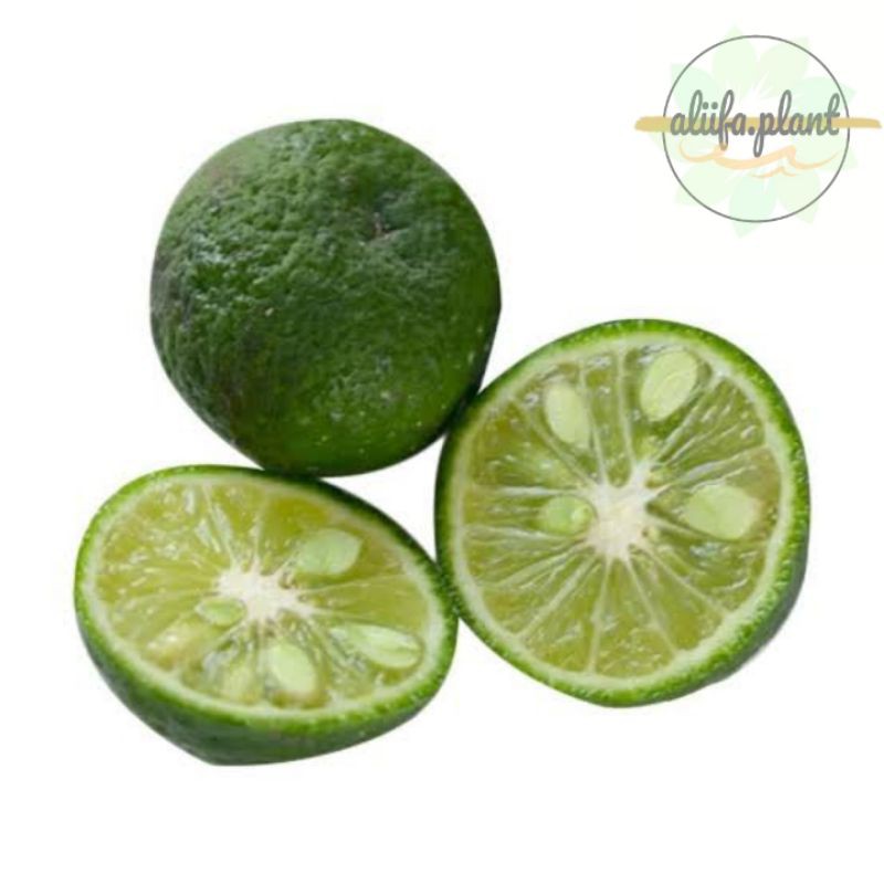 bibit buah jeruk limau berbuah