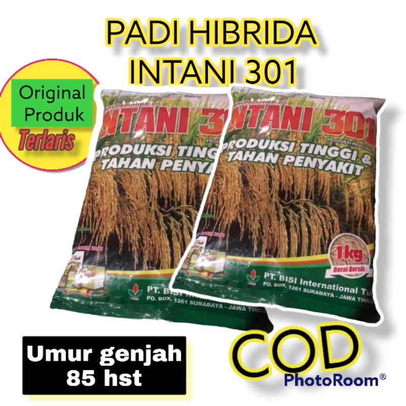 Benih Padi Hibrida Intani 301|Produksi Tinggi|Tahan penyakit