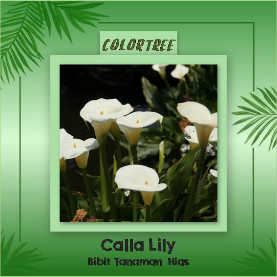 Bibit Tanaman Hias Calla Lily