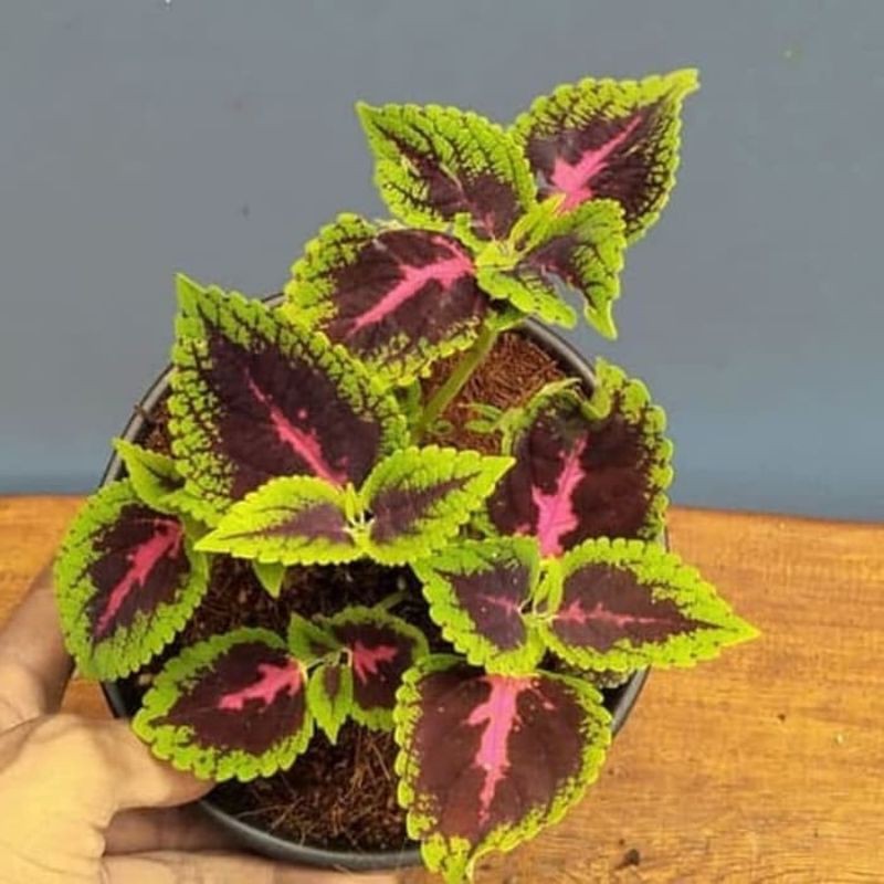 tanaman hias Miana batik 2