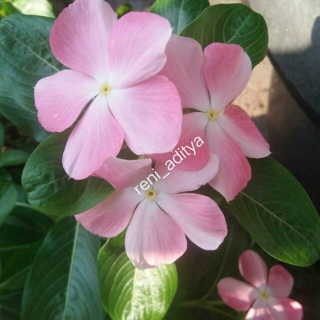 bibit vinca jepang summer sakura