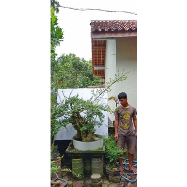 BAHAN BONSAI SERUT BATANG BESAR JUMBO UNIK CANTIK HARGA MURAH