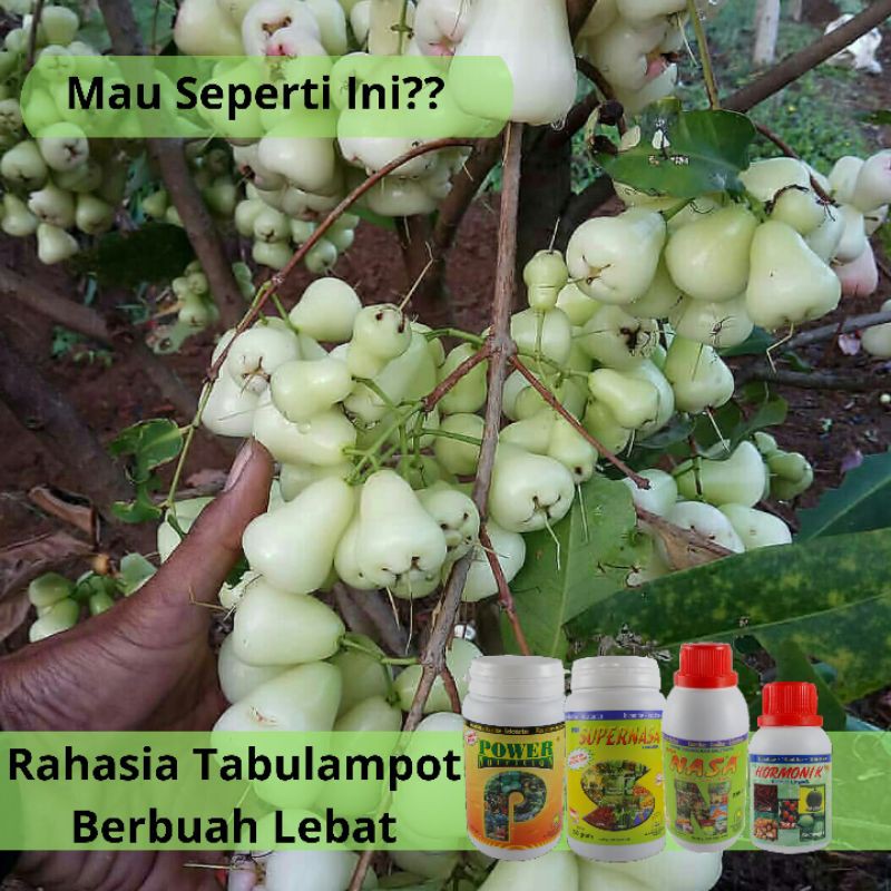 Pupuk Pelebat Buah, Pupuk Tabulampot, Pupuk Anti Rontok, Berbuah Diluar Musim