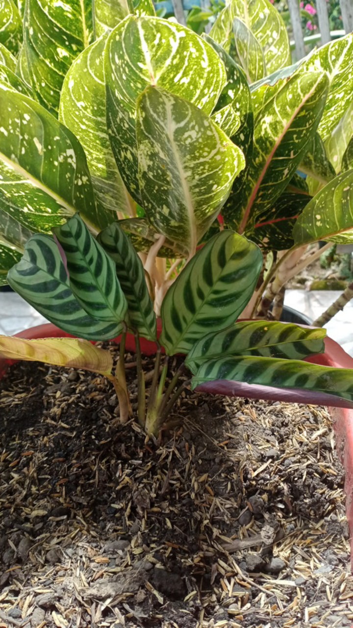 Tanaman Bunga Maranta Ekor Merak