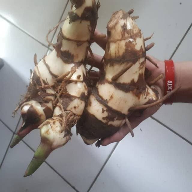 Bibit tanaman umbi ganyong putih organik tinggi