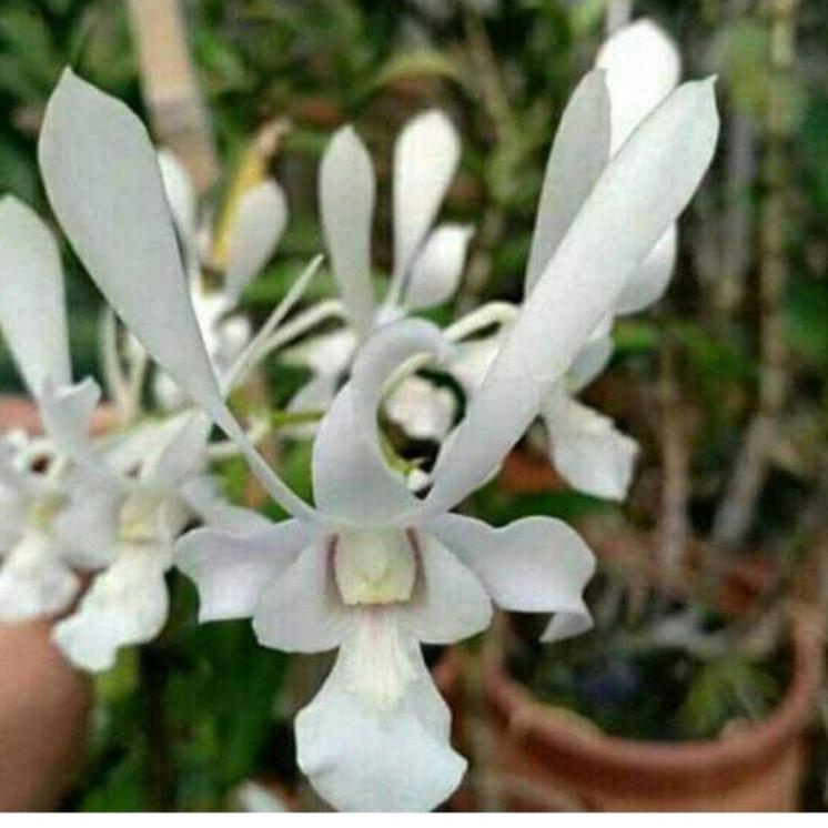 Terlaris.. Dendrobium capung jawa