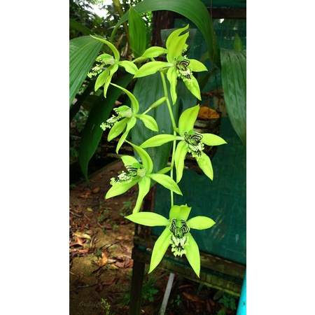 coelogyne pandurata/anggrek hitam langka kalimantan