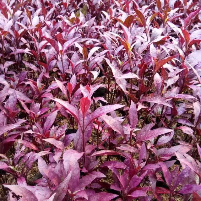 Tanaman hias bayam merah - bayam hias