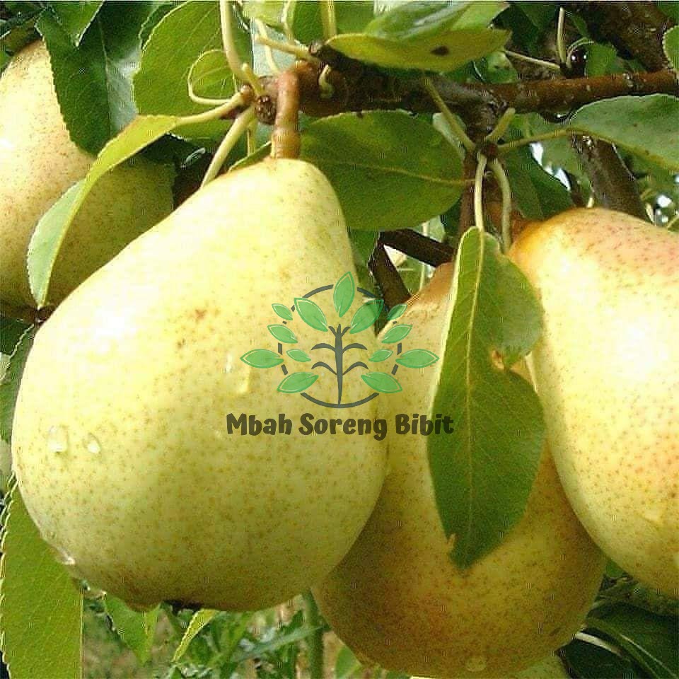 Bibit Buah Pir Hijau / Holland CANGKOK