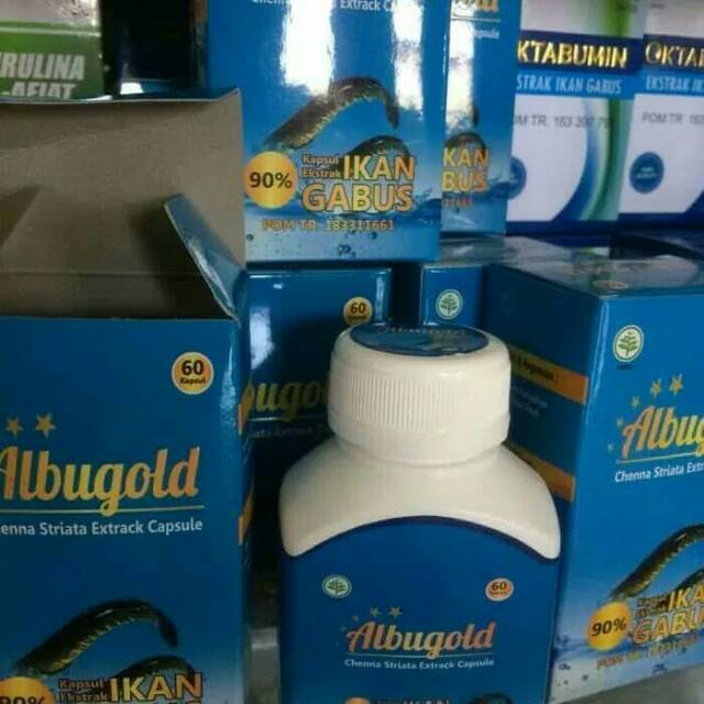 

Ikan gabus albugold