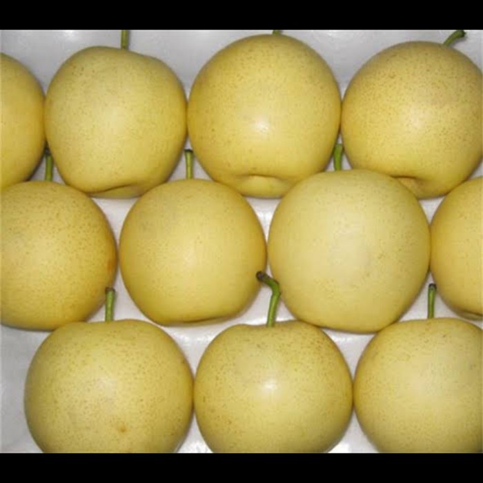 

Buah Pear Sweet - 1 Kg