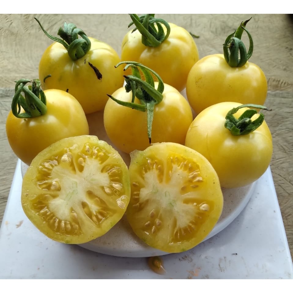 Benih Bibit Biji - Tomat Kuning Weisbehaarte Tomato Seeds