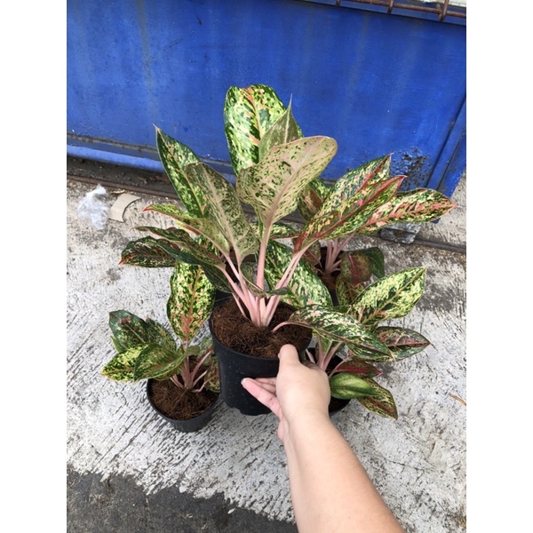 aglaonema coconut delight