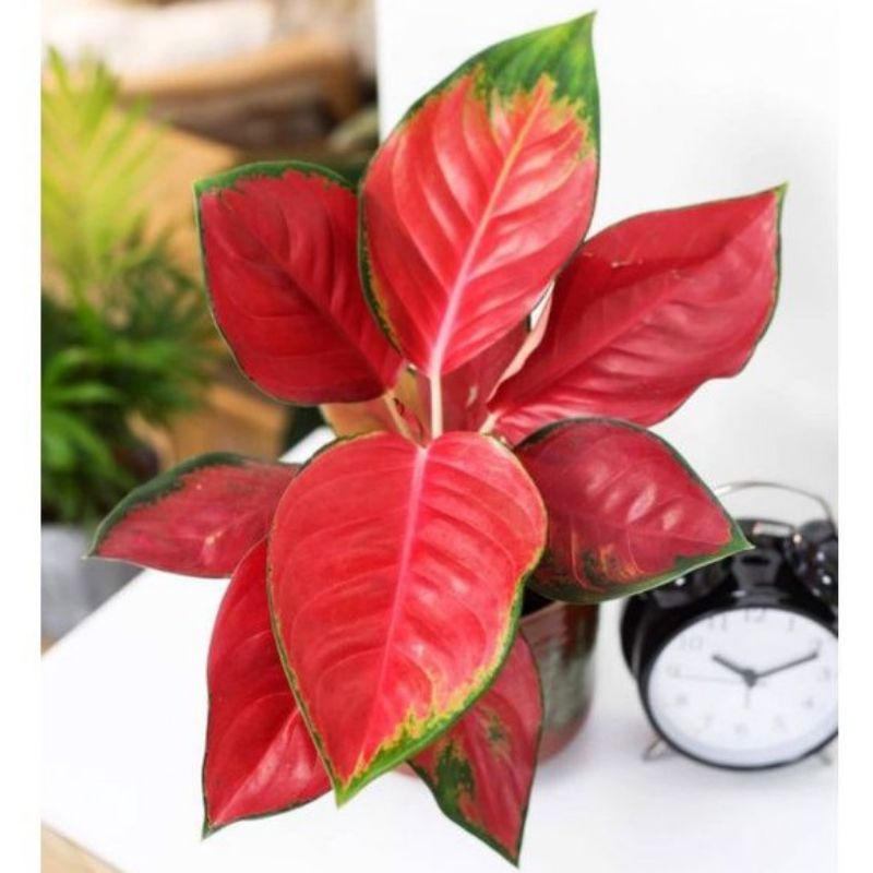 TANAMAN HIAS AGLONEMA RED MAJESTY//anakan aglonema red MAJESTY baby