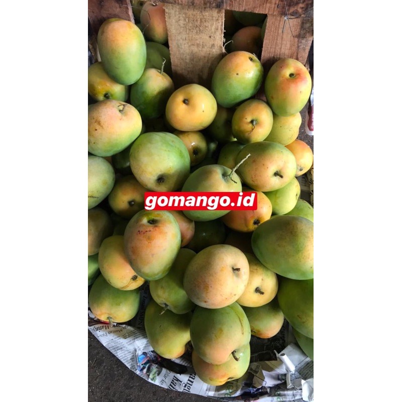 

GEDONG GINCU mangga PREMIUM 1kg