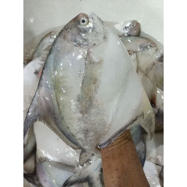 

ikan bawal putih size 1-2 ekor 1kg segar bergaransi