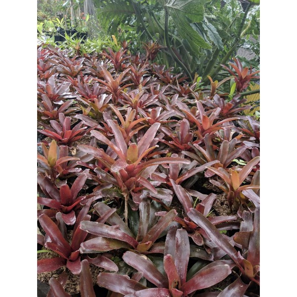 Tanamn Hias Bromelia Merah Mawar