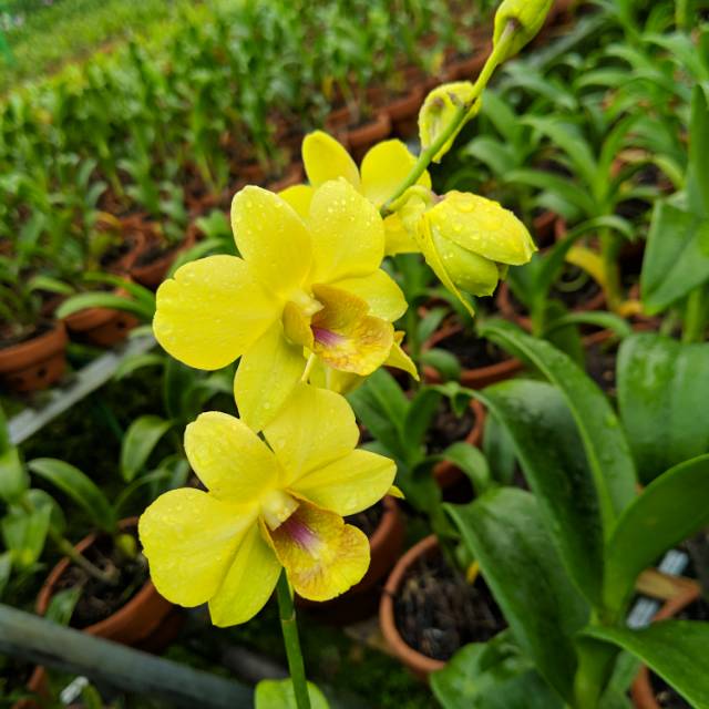 Promo Murah Paket 3 anggrek dendrobium dewasa / anggrek dendrobium