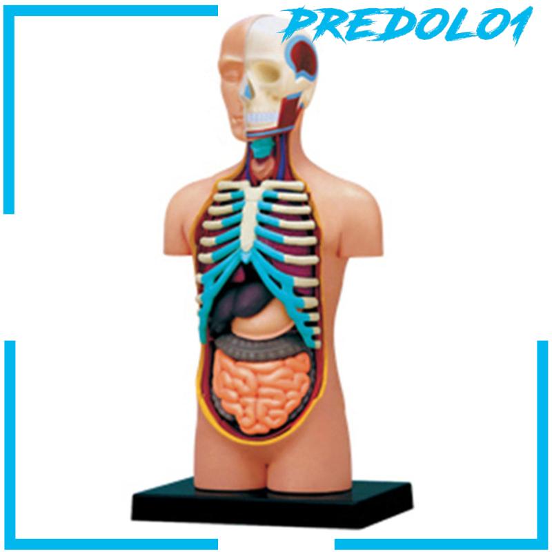 Human Body Organ Model Anatomical Model Learning Puzzle Toy