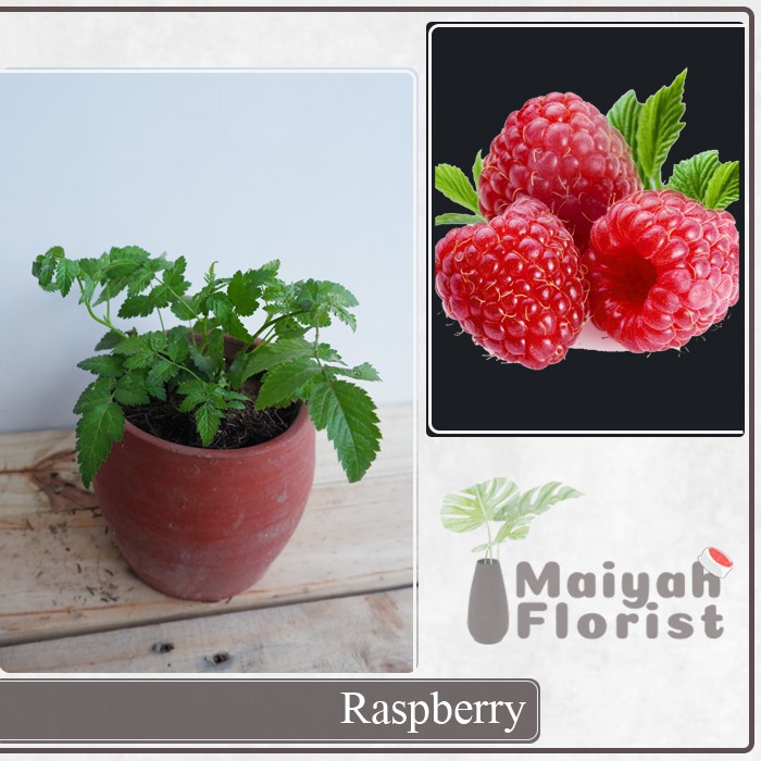 Raspberry - Tanaman Buah