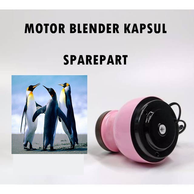 MOTOR BLENDER KAPSUL SPAREPART SS0800001