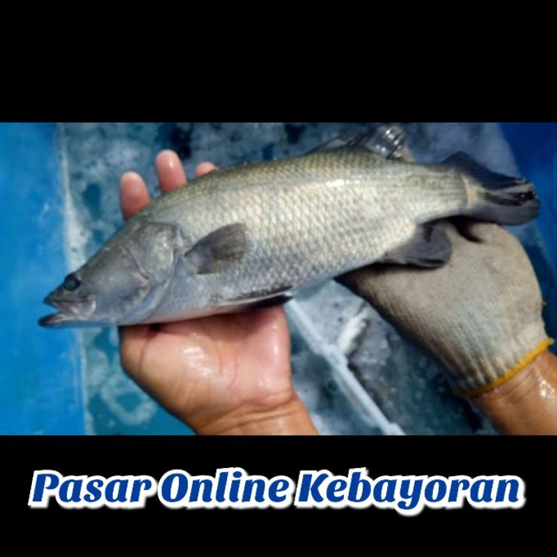 Jual Ikan Kakap Putih Segar Kg Jabodetabek Indonesia Shopee Indonesia