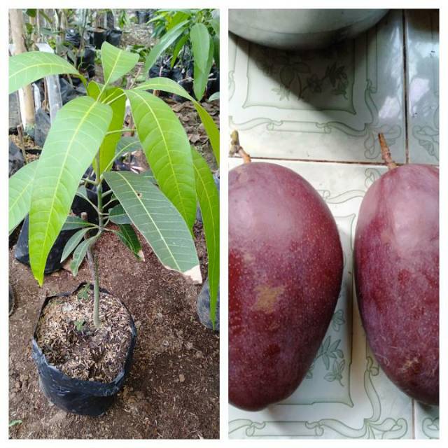 BIBIT BUAH MANGGA YUWEN | BIbit Mangga Yuwen