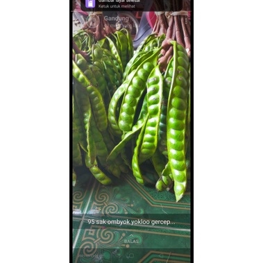 

PETAI/ PETE jual lonjoran